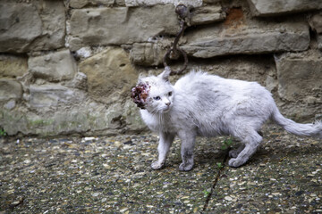 Injured cat on street