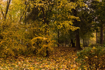 A walk in the park on an autumn day.1