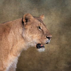 Close up of a lioness with a textured background. Image taken in the Masai Mara, Kenya.	