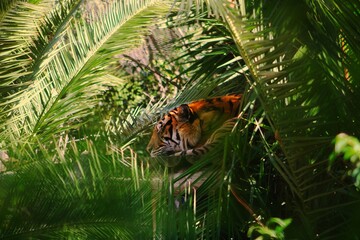 tiger in the jungle