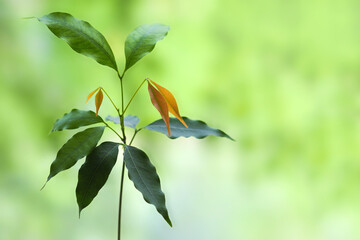 Fresh green sprout lychee on nature green background, copy space. Litchi chinensis, pinyin, soapberry family, Sapindaceae