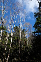 Fototapeta premium そびえ立つ樹木たち