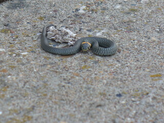 snake in the sand