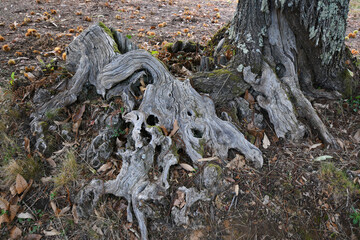 detail of trunk of chestnut tree in a forest