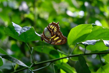 Schmetterling aufs Blatt