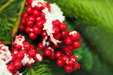 Red berries on green spruce branches covered with snow, christmas close-up background