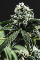 Mature medical cannabis marijuana plant with trichomes Bud and Leaves. contains THC CBD. by dark background. vertical