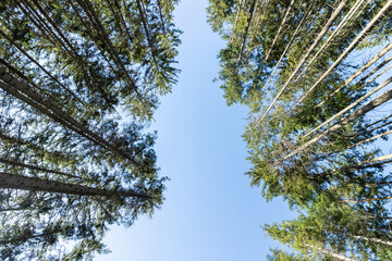 View of pine trees against the blue sky