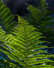 A large fern leaf with sporangia in the middle of the forest