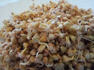 sprouted green buckwheat
