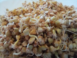 sprouted green buckwheat