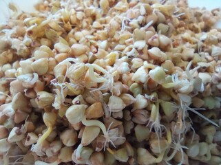 sprouted green buckwheat