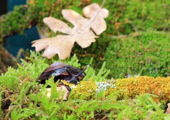 Tree snail Pleurodonte excellens on a tree branch