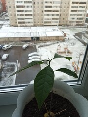 avocado