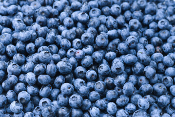 Fresh blueberry background. Texture blueberry berries close up.