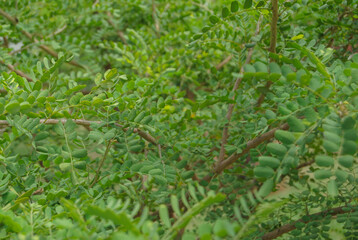 close up of green moss