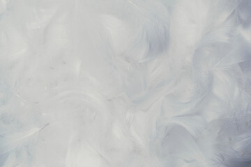 Obraz premium White soft feathers background.