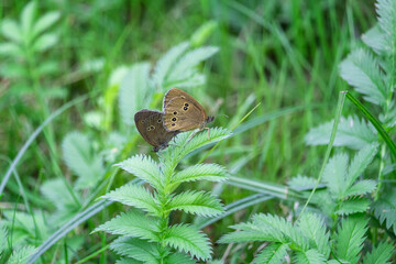 Brown butterflies in the meadow