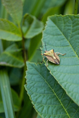 Green beetle (pentatomidae) against green leaves background. Insect. Beetle on leaf.