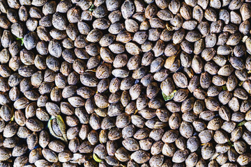 close-up detail of marijuana seed. Hemp seeds background in close-up . Many Cannabis seeds. Organic Hemp seed. Top view.