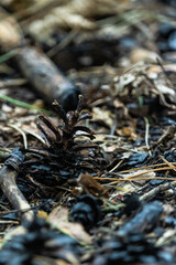 A close-up of a pine cone that was charred by a forest fire