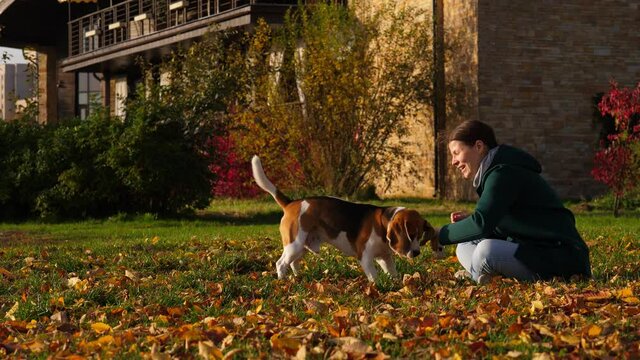Woman throw toy towards dog standing close. Playful beagle jump up and try to catch toy using jaws but miss, kick it back accidentally, and owner grab toy. Two play at autumn park, sunny warm day