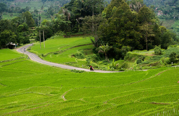 A view of rice fields in Naringgul District, Cianjur District, West Java, Indonesia.