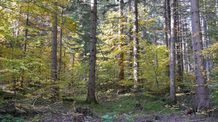 Waldaufnahme nähe Innsbruck