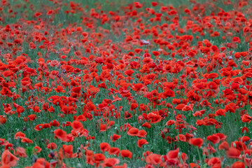 Meadow full of red poppies