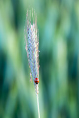 A ladybug sitting on an ear of rye with a field in the background