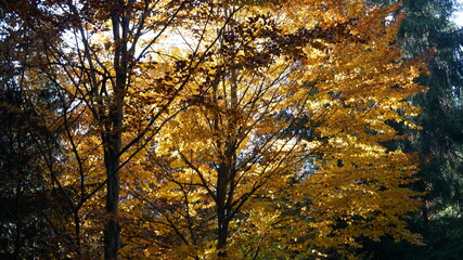 Waldaufnahme nähe Innsbruck