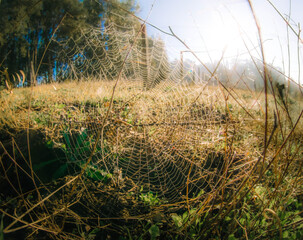 wire fence in the field