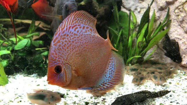 Ein junger Diskusfisch im Aquarium.
