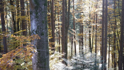 Waldaufnahme nähe Innsbruck