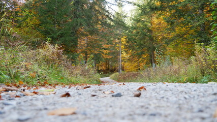 Waldaufnahme nähe Innsbruck