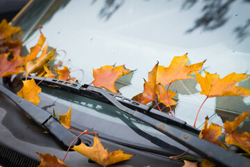 autumn leaves on the hood of a car, concept, seasons