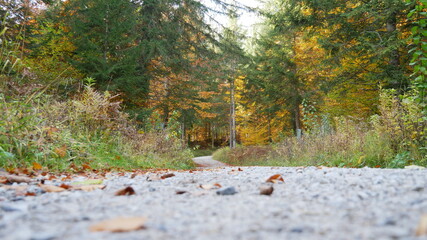 Waldaufnahme nähe Innsbruck