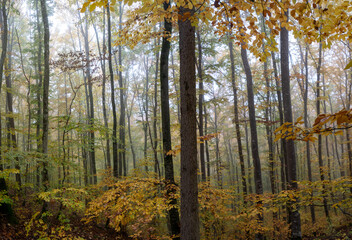 Obraz premium Herbst im Nebel