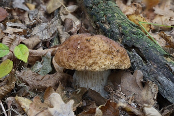 real forest autumn mushrooms close up