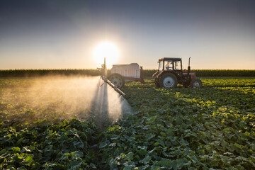 Fototapeta premium Tractor spraying pesticides on vegetable field with sprayer