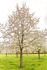 Obraz premium Cherry tree blooming with small white flowers on green grass on an agricultural farm, cloudy day with a gray sky in South Limburg, the Netherlands