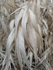 portrait of grass
