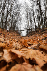 autumn in the forest