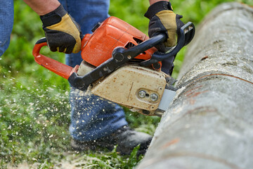 Lumberjack sawing beech logs