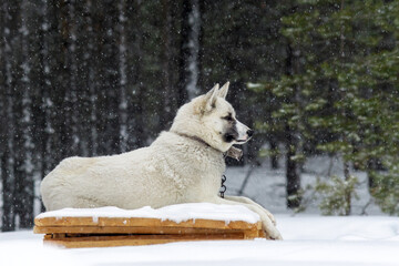 white dog Laika in winter on a chain in a heavy snowfall