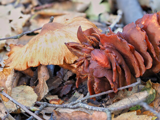 Woodland mushrooms 