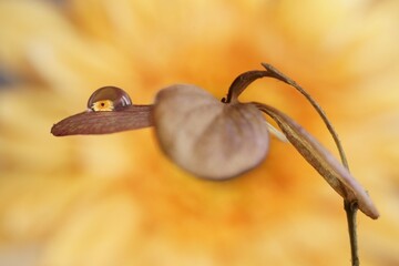 Background with a drop of water on a flower petal