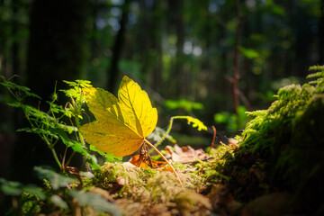 Ahornblatt im Herbst