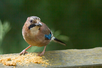 Arrendajo euroasiatico (Garrulus glandarius), comiendo sobre la tabla de madera.