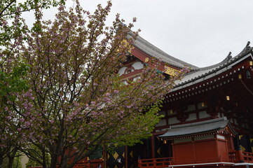 Exploring the temples and nature around Mount Fuji during Cherry Blossom on Honshu Island in Japan